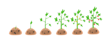 Illustration des étapes de croissance d'une plante